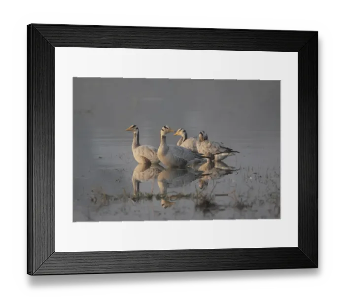 Framed Print : Bar-headed Goose (Anser indicus) four adults, standing in shallow water, Ranthambore N. P. Rajasthan, India, january Framed Print : Bar-headed Goose (Anser indicus) four adults, standing in shallow water, Ranthambore N. P. Rajasthan, India, january