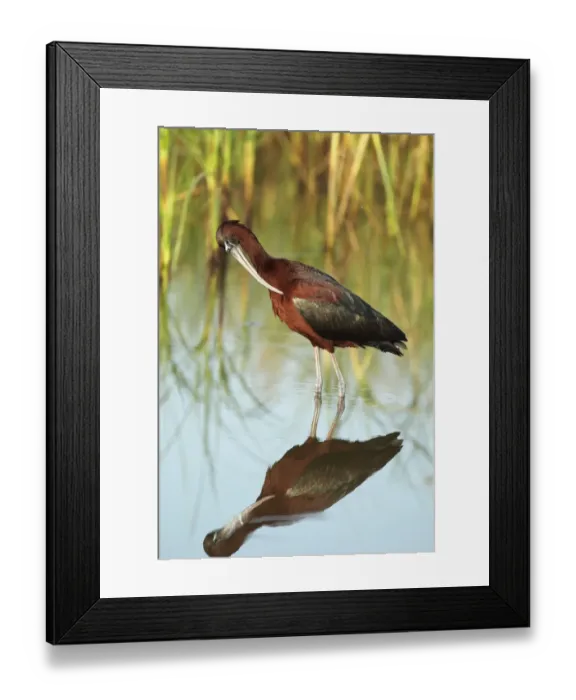 Framed Print : Glossy Ibis (Plegadis falcinellus) adult, summer plumage, preening, standing in water, Lesvos, Greece, may Framed Print : Glossy Ibis (Plegadis falcinellus) adult, summer plumage, preening, standing in water, Lesvos, Greece, may