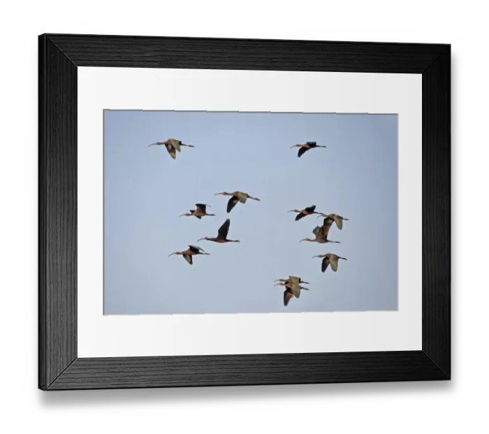 Framed Print : Glossy Ibis (Plegadis falcinellus) flock, in flight, Keoladeo Ghana N. P. (Bharatpur), Rajasthan, India