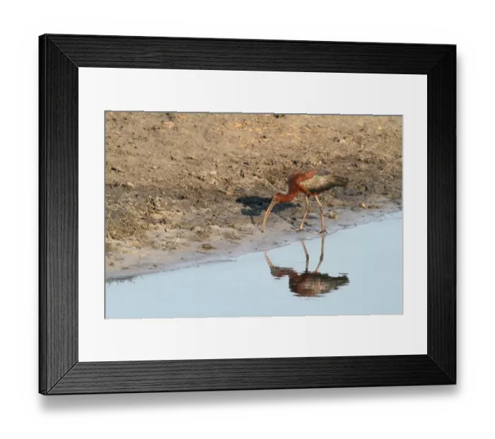 Framed Print : Glossy Ibis (Plegadis falcinellus) adult, feeding at edge of water with reflection, Chobe N. P. Botswana