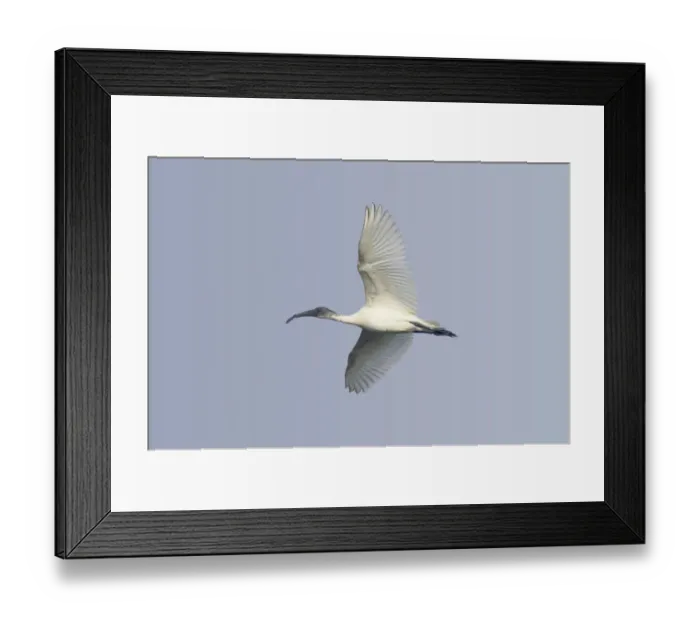 Framed Print : Black-headed Ibis (Threskiornis melanocephalus) juvenile, in flight, Keoladeo Ghana N. P. (Bharatpur), Rajasthan, India Framed Print : Black-headed Ibis (Threskiornis melanocephalus) juvenile, in flight, Keoladeo Ghana N. P. (Bharatpur), Rajasthan, India