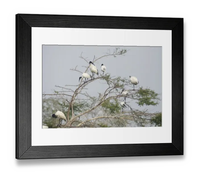 Framed Print : Black-headed Ibis (Threskiornis melanocephalus) adults, flock standing at roost in tree, Keoladeo Ghana N. P. (Bharatpur), Rajasthan, India
