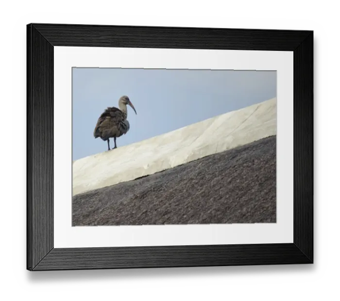 Framed Print : Hadada Ibis (Bostrychia hagedash) adult, standing on roof, Johannesburg, Gauteng, South Africa Framed Print : Hadada Ibis (Bostrychia hagedash) adult, standing on roof, Johannesburg, Gauteng, South Africa