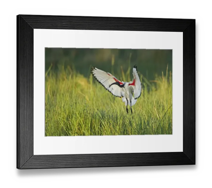 Framed Print : African Sacred Ibis (Threskiornis aethiopicus) adult, in flight, landing in wetland, Okavango Delta, Botswana