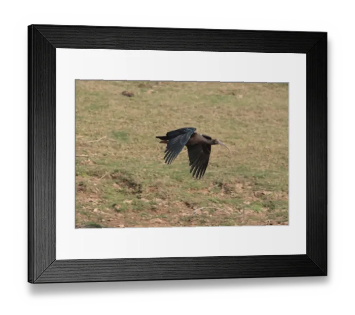 Framed Print : Black Ibis (Pseudibis papillosa) adult, in flight, Chambal River, Uttar Pradesh, India, january Framed Print : Black Ibis (Pseudibis papillosa) adult, in flight, Chambal River, Uttar Pradesh, India, january