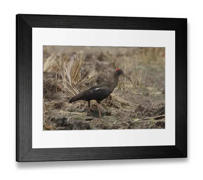 Framed Print : Black Ibis (Pseudibis papillosa) adult, foraging, Bandhavgarh N. P. Madhya Pradesh, India Framed Print : Black Ibis (Pseudibis papillosa) adult, foraging, Bandhavgarh N. P. Madhya Pradesh, India