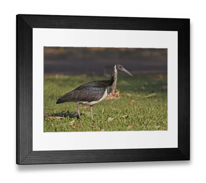 Framed Print : Straw-necked Ibis (Threskiornis spinicollis) adult, walking on short grass, Kakadu, Northern Territory, Australia, september Framed Print : Straw-necked Ibis (Threskiornis spinicollis) adult, walking on short grass, Kakadu, Northern Territory, Australia, september