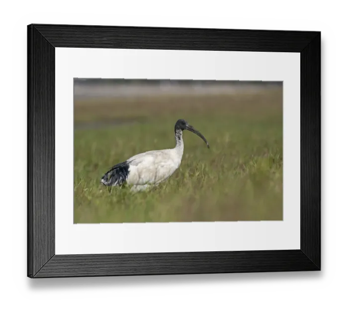 Framed Print : Australian White Ibis (Threskiornis molucca) adult, walking in grass, Cairns, Queensland, Australia Framed Print : Australian White Ibis (Threskiornis molucca) adult, walking in grass, Cairns, Queensland, Australia