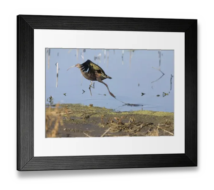 Framed Print : White-faced Ibis (Plegadis chihi) adult, non-breeding plumage, in flight, taking off from water in marshland, North Dakota, U. S. A. september Framed Print : White-faced Ibis (Plegadis chihi) adult, non-breeding plumage, in flight, taking off from water in marshland, North Dakota, U. S. A. september