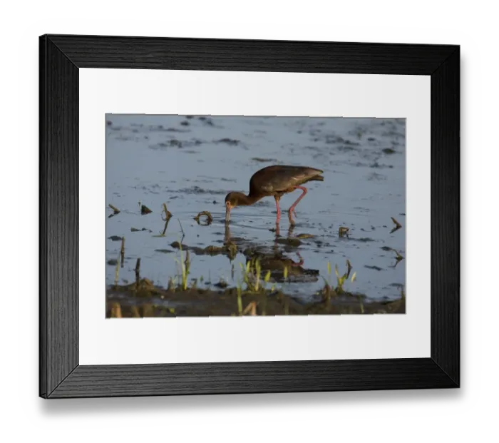 Framed Print : White-faced Ibis (Plegadis chihi) adult, breeding plumage, feeding in shallow water of slough, North Dakota, U. S. A. july