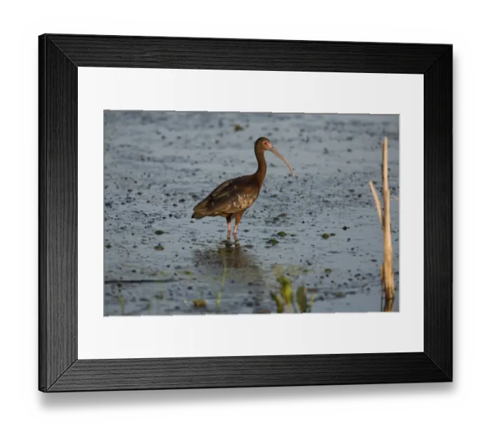 Framed Print : White-faced Ibis (Plegadis chihi) adult, breeding plumage, standing in shallow water of slough, North Dakota, U. S. A. july