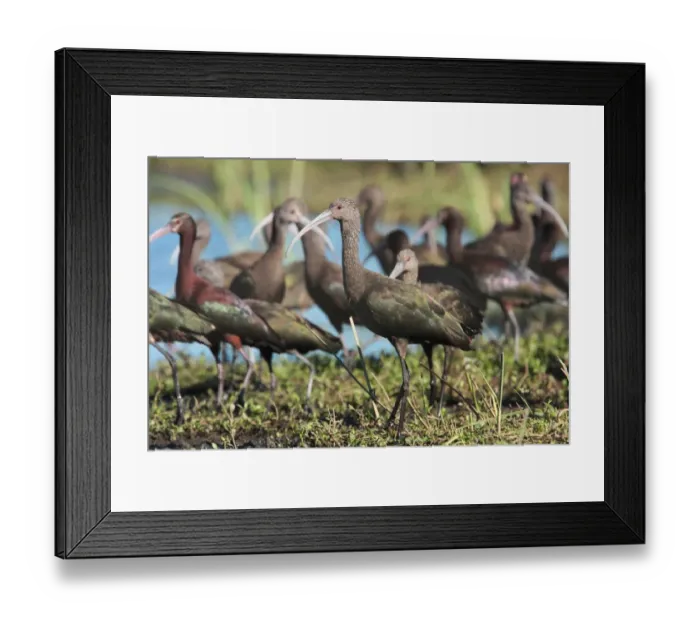 Framed Print : White-faced Ibis (Plegadis chihi) immature, standing in flock of adults and immatures, Rincon de Cobo, Buenos Aires Province, Argentina, december Framed Print : White-faced Ibis (Plegadis chihi) immature, standing in flock of adults and immatures, Rincon de Cobo, Buenos Aires Province, Argentina, december