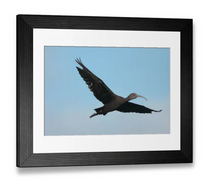 Framed Print : White-faced Ibis (Plegadis chihi) immature, in flight, with moulting wing feathers, Rincon de Cobo, Buenos Aires Province, Argentina, december