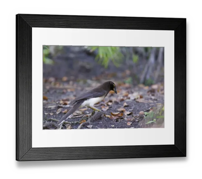Framed Print : Brown Jay (Psilorhinus morio) adult, collecting nesting material on lowland forest floor, Tikal N. P. Peten, Guatemala