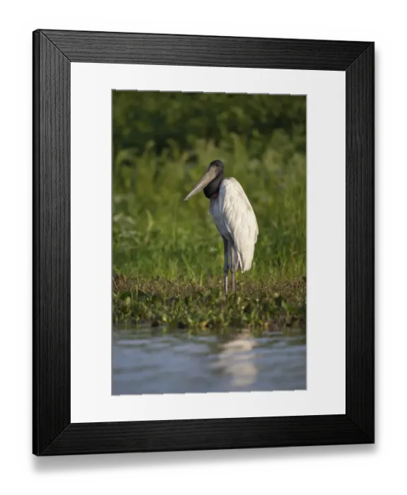 Framed Print : Jabiru (Jabiru mycteria) adult, standing on riverbank, Pantanal, Mato Grosso, Brazil Framed Print : Jabiru (Jabiru mycteria) adult, standing on riverbank, Pantanal, Mato Grosso, Brazil