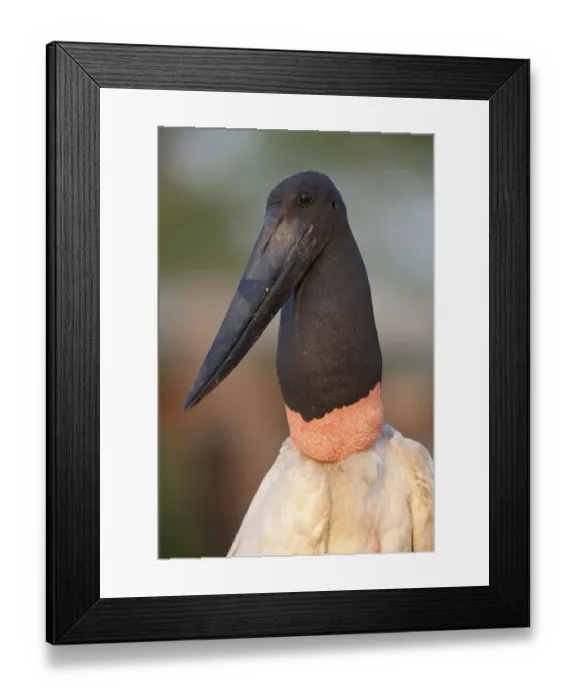 Framed Print : Jabiru (Jabiru mycteria) adult, close-up of head and neck, in evening sunlight, Pantanal, Mato Grosso, Brazil Framed Print : Jabiru (Jabiru mycteria) adult, close-up of head and neck, in evening sunlight, Pantanal, Mato Grosso, Brazil