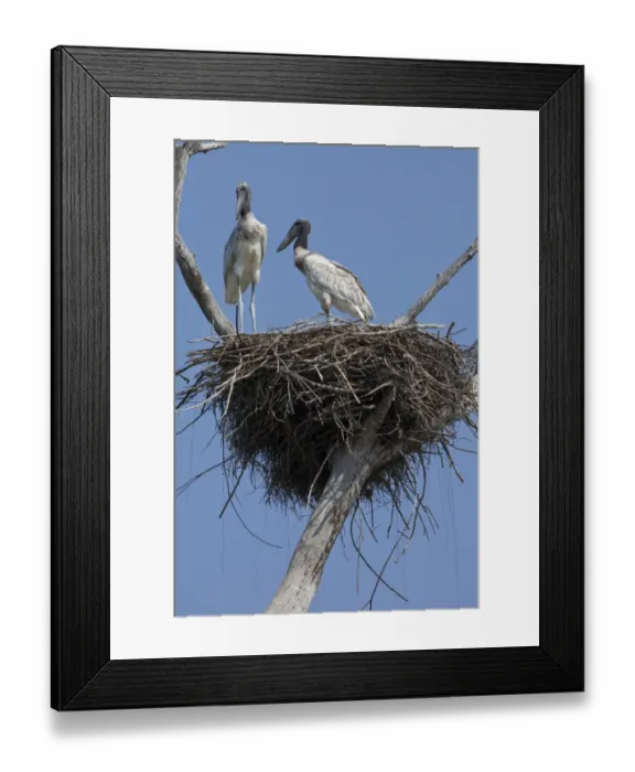 Framed Print : Jabiru (Jabiru mycteria) two chicks, standing on nest, Pantanal, Mato Grosso, Brazil Framed Print : Jabiru (Jabiru mycteria) two chicks, standing on nest, Pantanal, Mato Grosso, Brazil