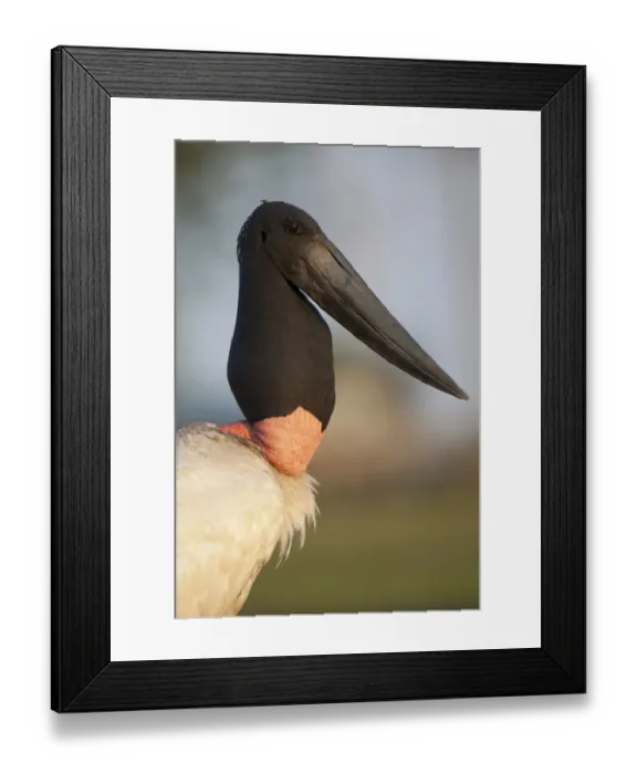 Framed Print : Jabiru (Jabiru mycteria) adult, close-up of head and neck, in evening sunlight, Pantanal, Mato Grosso, Brazil Framed Print : Jabiru (Jabiru mycteria) adult, close-up of head and neck, in evening sunlight, Pantanal, Mato Grosso, Brazil