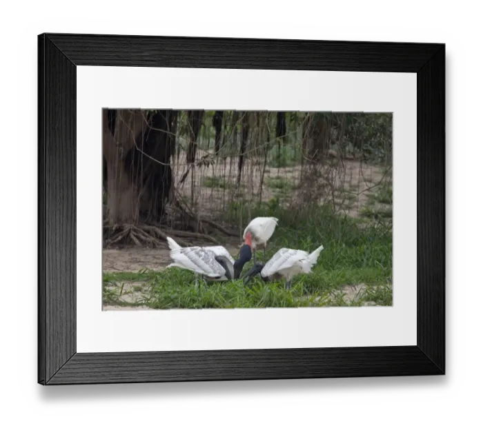 Framed Print : Jabiru (Jabiru mycteria) adult feeding two chicks, Pantanal, Mato Grosso, Brazil Framed Print : Jabiru (Jabiru mycteria) adult feeding two chicks, Pantanal, Mato Grosso, Brazil