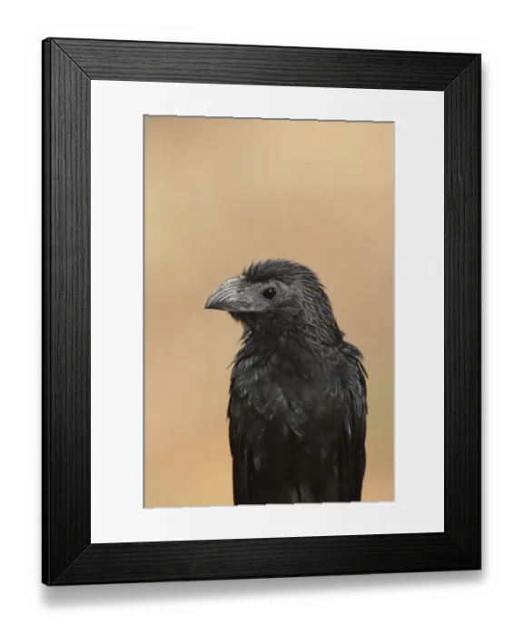 Framed Print : Groove-billed Ani (Crotophaga sulcirostris) adult, close-up of head and chest, Costa Rica, february Framed Print : Groove-billed Ani (Crotophaga sulcirostris) adult, close-up of head and chest, Costa Rica, february