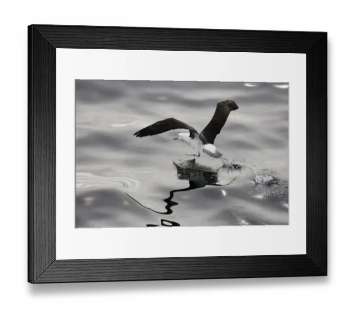 Framed Print : Black-browed Albatross (Thalassarche melanophrys) adult, taking off from water, Southern Ocean, off South America, november Framed Print : Black-browed Albatross (Thalassarche melanophrys) adult, taking off from water, Southern Ocean, off South America, november