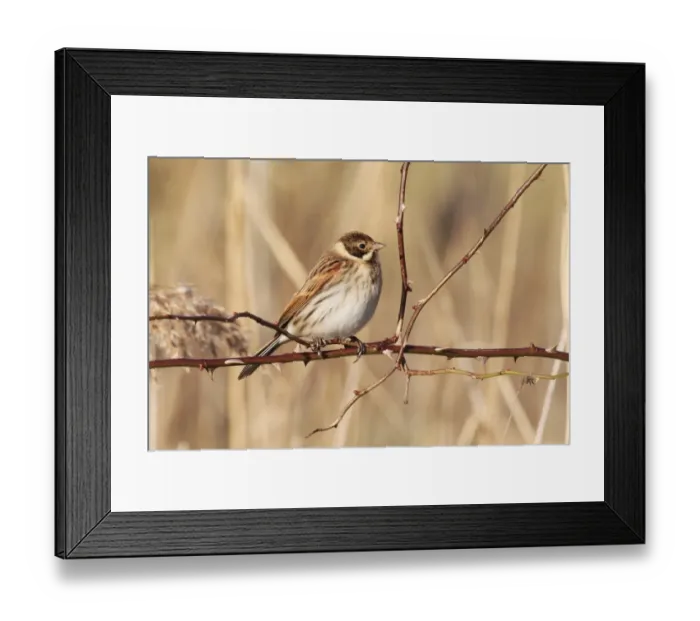 Framed Print : Reed Bunting (Emberiza schoeniclus) adult male, winter plumage, perched on rose stem in reedbed, Midlands, England, january Framed Print : Reed Bunting (Emberiza schoeniclus) adult male, winter plumage, perched on rose stem in reedbed, Midlands, England, january