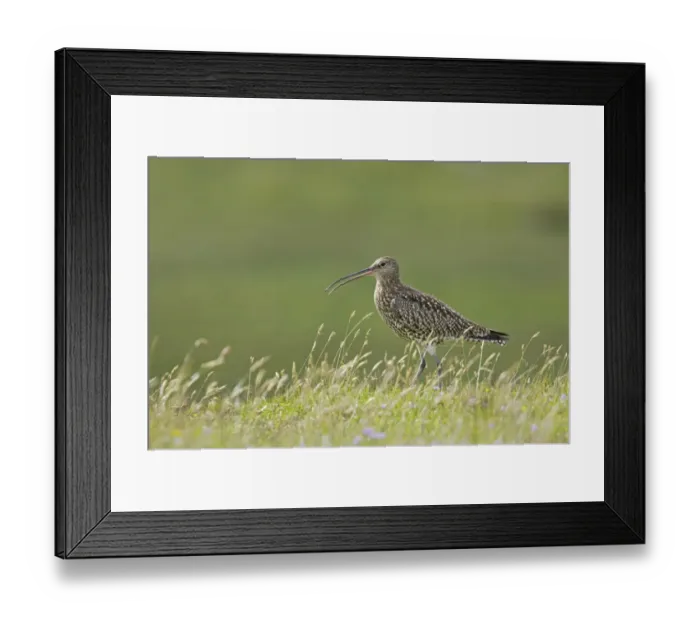 Framed Print : Eurasian Curlew (Numenius arquata) adult, calling, standing in grass, Mainland, Shetland Islands, Scotland Framed Print : Eurasian Curlew (Numenius arquata) adult, calling, standing in grass, Mainland, Shetland Islands, Scotland