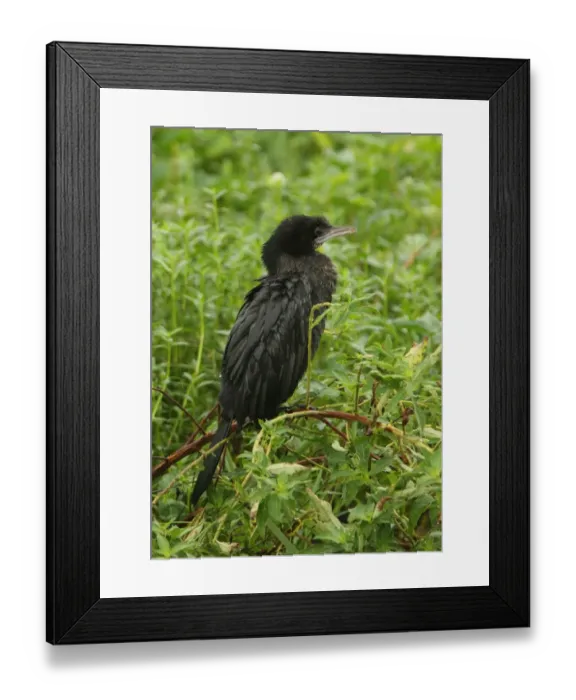 Framed Print : Little Cormorant (Phalacrocorax niger) adult, wet from rain, standing on branch in marsh, Sri Lanka, december Framed Print : Little Cormorant (Phalacrocorax niger) adult, wet from rain, standing on branch in marsh, Sri Lanka, december