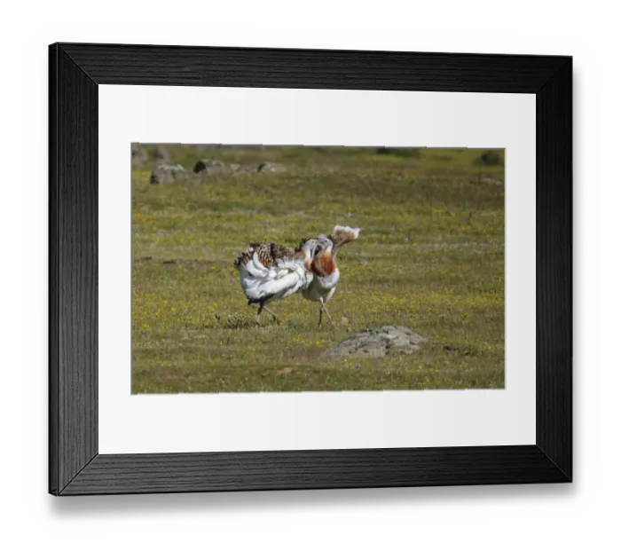 Framed Print : Great Bustard (Otis tarda) two adult males, fighting, Extremadura, Spain, april Framed Print : Great Bustard (Otis tarda) two adult males, fighting, Extremadura, Spain, april