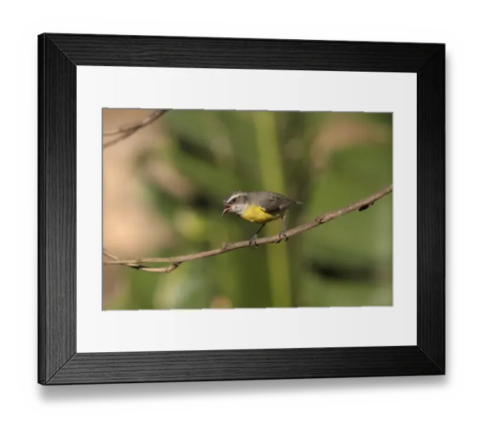 Framed Print : Bananaquit (Coereba flaveola) juvenile, with dusting of pollen on head, perched on twig, Puerto Iguazu, Misiones, Argentina, november Framed Print : Bananaquit (Coereba flaveola) juvenile, with dusting of pollen on head, perched on twig, Puerto Iguazu, Misiones, Argentina, november