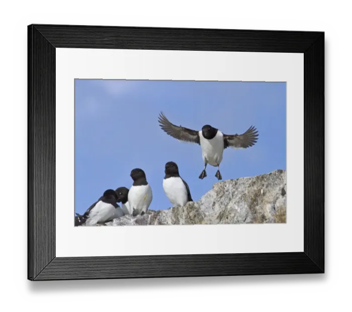 Framed Print : Little Auk (Alle alle) adults, summer plumage, in flight, landing in breeding colony on rocks, Spitzbergen, Svalbard, july Framed Print : Little Auk (Alle alle) adults, summer plumage, in flight, landing in breeding colony on rocks, Spitzbergen, Svalbard, july