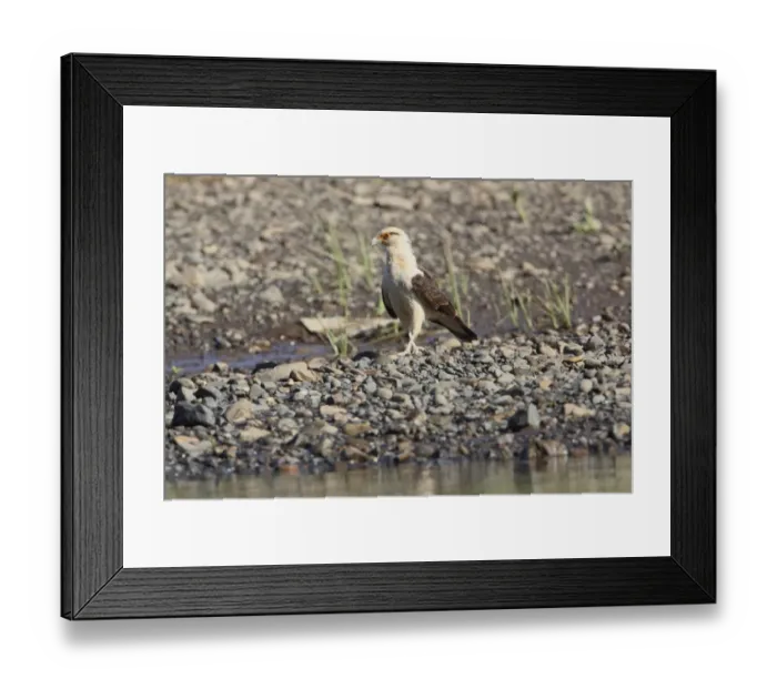 Framed Print : Yellow-headed Caracara (Milvago chimachima) adult, standing on shingle bank, Costa Rica, february Framed Print : Yellow-headed Caracara (Milvago chimachima) adult, standing on shingle bank, Costa Rica, february