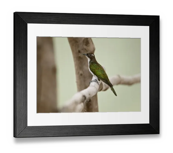 Framed Print : Klaas's Cuckoo (Chrysococcyx klaas) adult female, perched on railing, Niokolo-Koba, Senegal, january