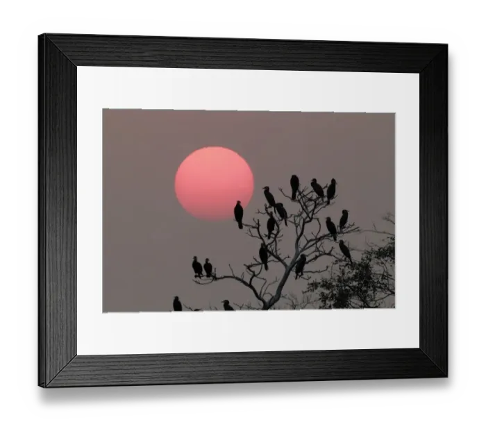 Framed Print : Great Cormorant (Phalacrocorax carbo) flock, roosting in tree, silhouetted at sunset, Mai Po Nature Reserve, Hong Kong, China, november Framed Print : Great Cormorant (Phalacrocorax carbo) flock, roosting in tree, silhouetted at sunset, Mai Po Nature Reserve, Hong Kong, China, november