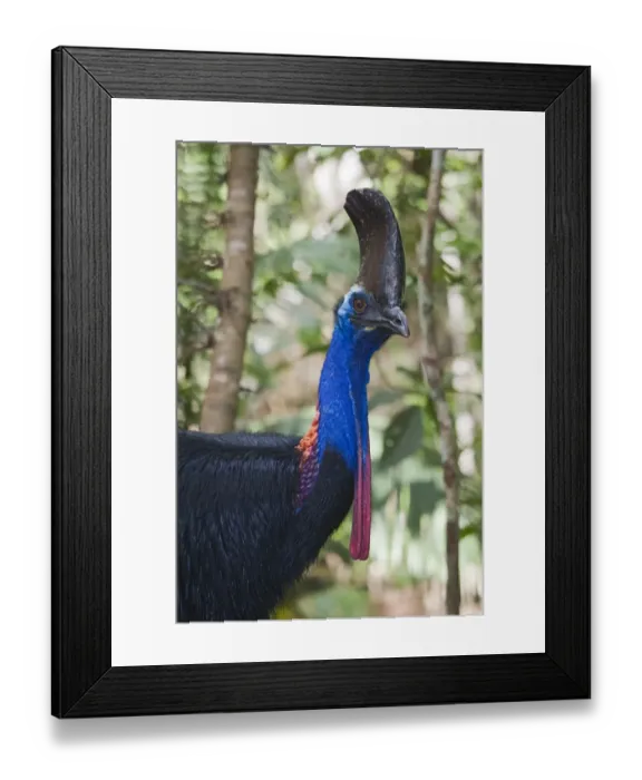 Framed Print : Southern Cassowary (Casuarius casuarius) adult, close-up of head and neck, Cassowary House, Atherton Tableland, Queensland, Australia Framed Print : Southern Cassowary (Casuarius casuarius) adult, close-up of head and neck, Cassowary House, Atherton Tableland, Queensland, Australia