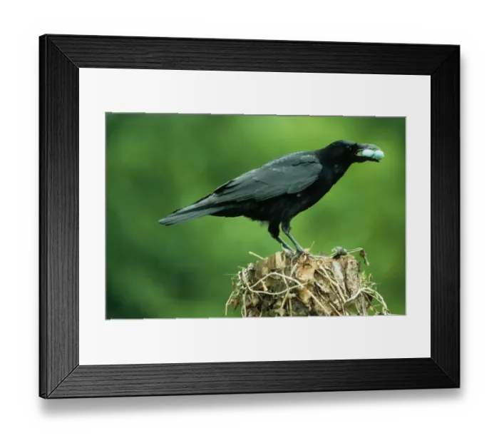 Framed Print : Carrion Crow (Corvus corone) adult, with stolen European Blackbird (Turdus merula) eggs in beak, perched on stump Framed Print : Carrion Crow (Corvus corone) adult, with stolen European Blackbird (Turdus merula) eggs in beak, perched on stump