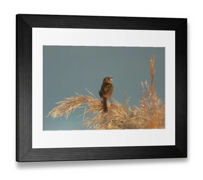 Framed Print : Great Pampa-finch (Embernagra platensis) adult male, singing, Rincon de Cobo, Buenos Aires Province, Argentina, february