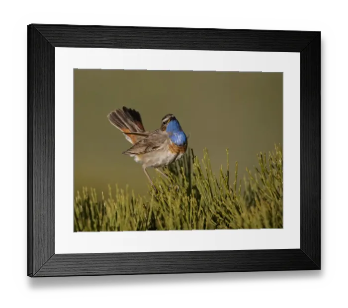 Framed Print : White-spotted Bluethroat (Luscinia svecica cyanecula) adult male, displaying, Gredos, Spain, may Framed Print : White-spotted Bluethroat (Luscinia svecica cyanecula) adult male, displaying, Gredos, Spain, may