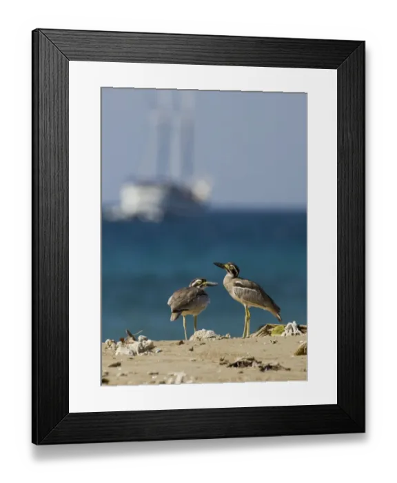 Framed Print : Beach Stone-curlew (Esacus giganteus) two adults, standing on beach, with ship in background, Komodo Island, Indonesia Framed Print : Beach Stone-curlew (Esacus giganteus) two adults, standing on beach, with ship in background, Komodo Island, Indonesia