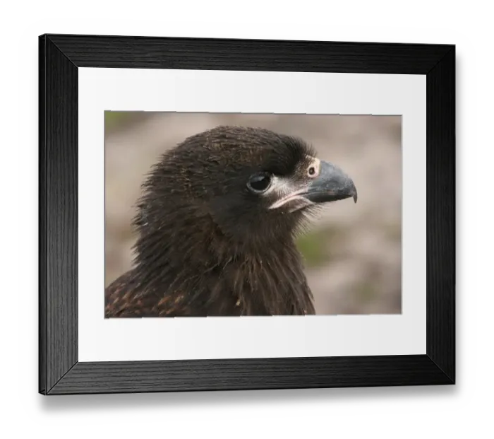 Framed Print : Striated Caracara (Phalcoboenus australis) immature, close-up of head, Carcass Island, Falkland Islands, march Framed Print : Striated Caracara (Phalcoboenus australis) immature, close-up of head, Carcass Island, Falkland Islands, march