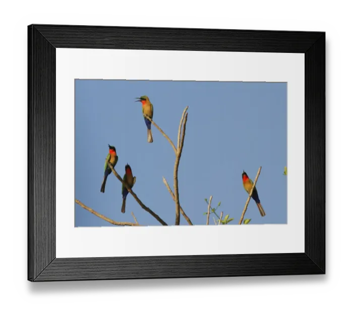 Framed Print : Red-throated Bee-eater (Merops bulocki) four adults, calling, perched on branches, Gambia, january Framed Print : Red-throated Bee-eater (Merops bulocki) four adults, calling, perched on branches, Gambia, january