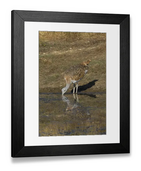 Framed Print : Great Bustard (Otis tarda) adult male, drinking at pool, Extremadura, Spain, august