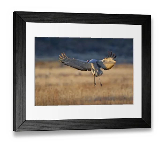 Framed Print : Sandhill Crane (Grus canadensis) adult, in flight, landing in evening light, Bosque del Apache National Wildlife Refuge, New Mexico, U. S. A. november Framed Print : Sandhill Crane (Grus canadensis) adult, in flight, landing in evening light, Bosque del Apache National Wildlife Refuge, New Mexico, U. S. A. november