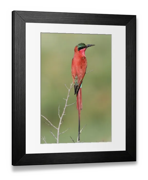 Framed Print : Southern Carmine Bee-eater (Merops nubicoides) adult, perched on twig at breeding colony, Okavango Delta, Botswana