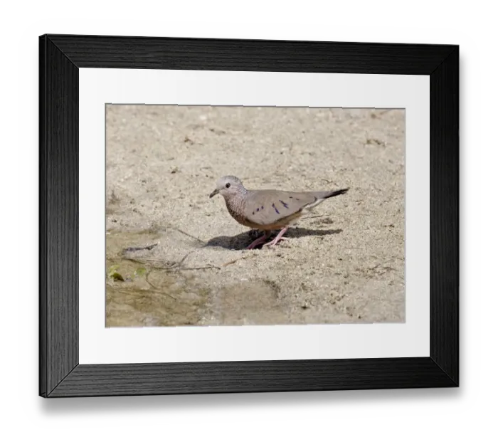 Framed Print : Common Ground-dove (Columbina passerina) adult male, scratching in sand, Grenada, Windward Islands, Lesser Antilles, Caribbean Framed Print : Common Ground-dove (Columbina passerina) adult male, scratching in sand, Grenada, Windward Islands, Lesser Antilles, Caribbean