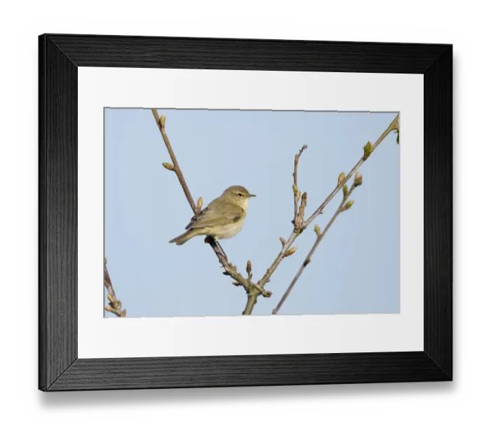 Framed Print : Eurasian Chiffchaff (Phylloscopus collybita) adult, perched on twig, Cley, Norfolk, England, april Framed Print : Eurasian Chiffchaff (Phylloscopus collybita) adult, perched on twig, Cley, Norfolk, England, april