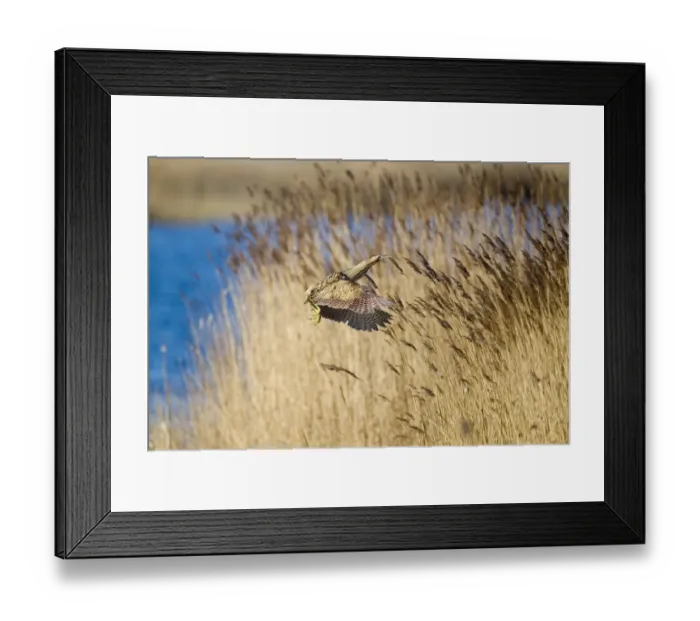 Framed Print : Great Bittern (Botaurus stellaris) adult, in flight over reedbed, Minsmere RSPB Reserve, Suffolk, England, april