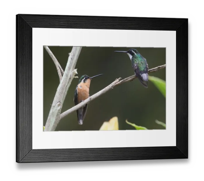 Framed Print : White-throated Mountain-gem (Lampornis castaneoventris) adult pair, female (left) and male (right), perched on twig, Costa Rica, february