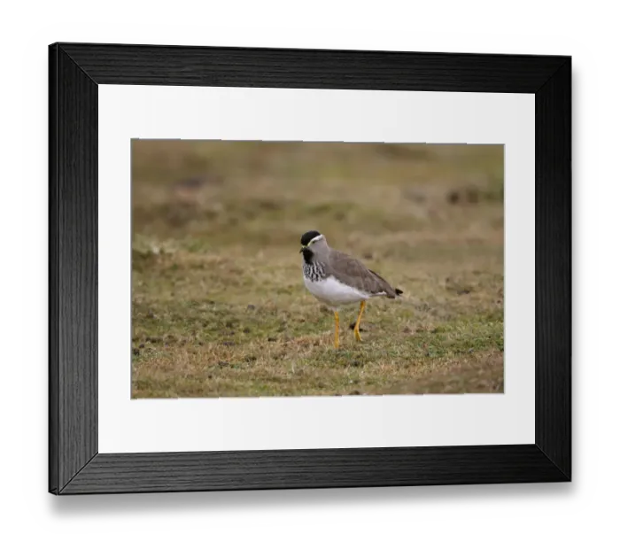 Framed Print : Spot-breasted Lapwing (Vanellus melanocephalus) adult, walking on afro-alpine moorland, Bale Mountains, Oromia, Ethiopia Framed Print : Spot-breasted Lapwing (Vanellus melanocephalus) adult, walking on afro-alpine moorland, Bale Mountains, Oromia, Ethiopia