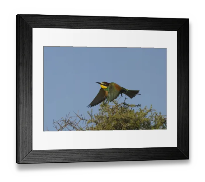 Framed Print : European Bee-eater (Merops apiaster) adult, in flight, taking off from bush in steppe, Spain, may Framed Print : European Bee-eater (Merops apiaster) adult, in flight, taking off from bush in steppe, Spain, may